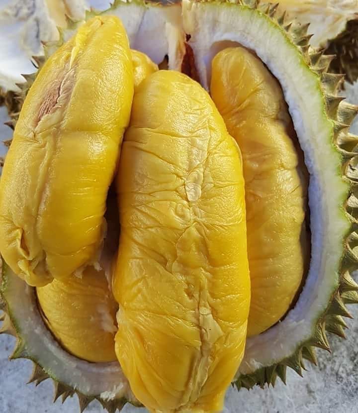 Durian — Musang King