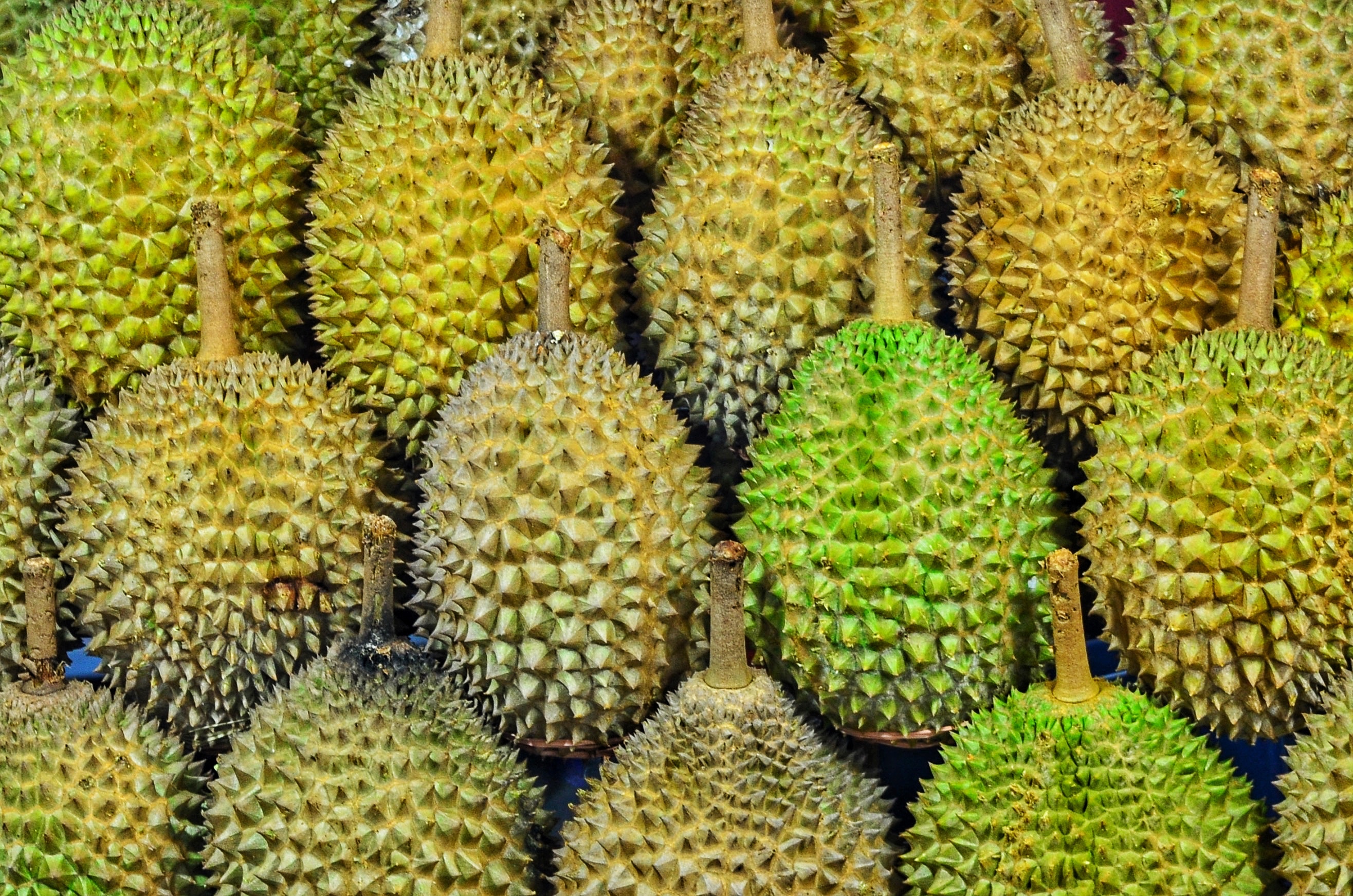 Durian Guide